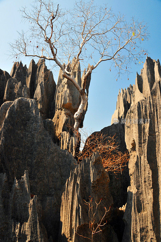 马达加斯加的Tsingy de Bemaraha